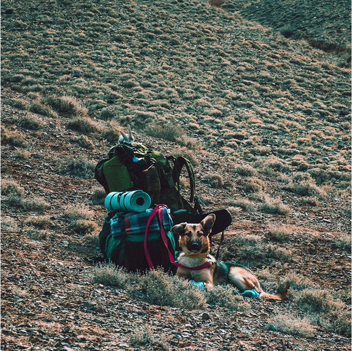 LOWLAND OUTDOOR® Donzen Slaapzak - Super Compact Blanket - 210 X 80 Cm - 590gr +8°C - Afbeelding 11